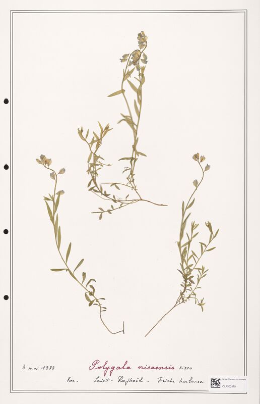 Polygala nicaensis  (Polygalaceae)