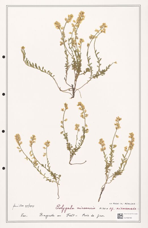 Polygala nicaensis  (Polygalaceae)