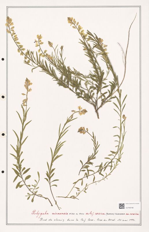 Polygala nicaensis  (Polygalaceae)