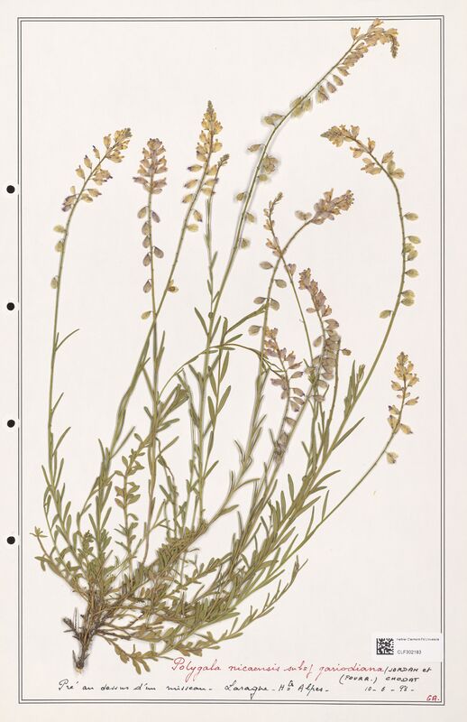 Polygala nicaensis  (Polygalaceae)