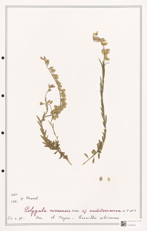 Polygala nicaensis  (Polygalaceae)