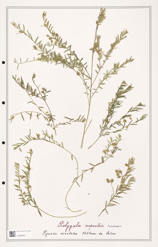 Polygala rupestris  (Polygalaceae)