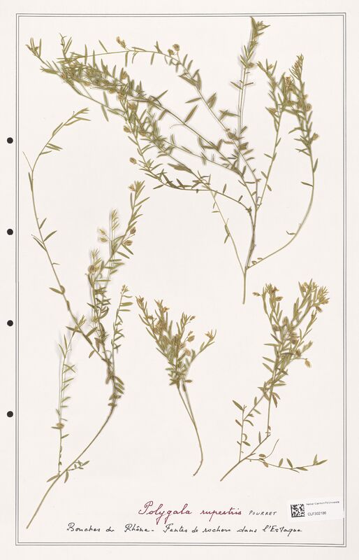 Polygala rupestris  (Polygalaceae)