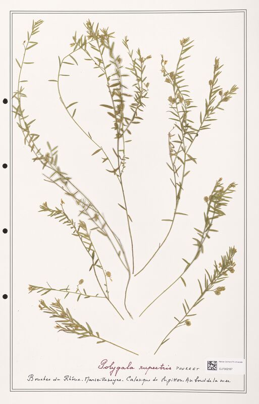 Polygala rupestris  (Polygalaceae)