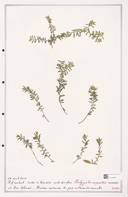 Polygala rupestris  (Polygalaceae)