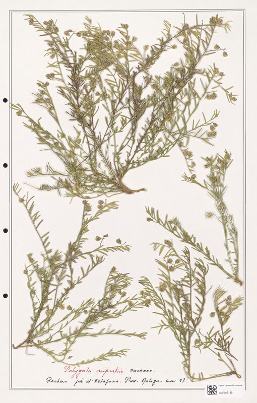 Polygala rupestris  (Polygalaceae)