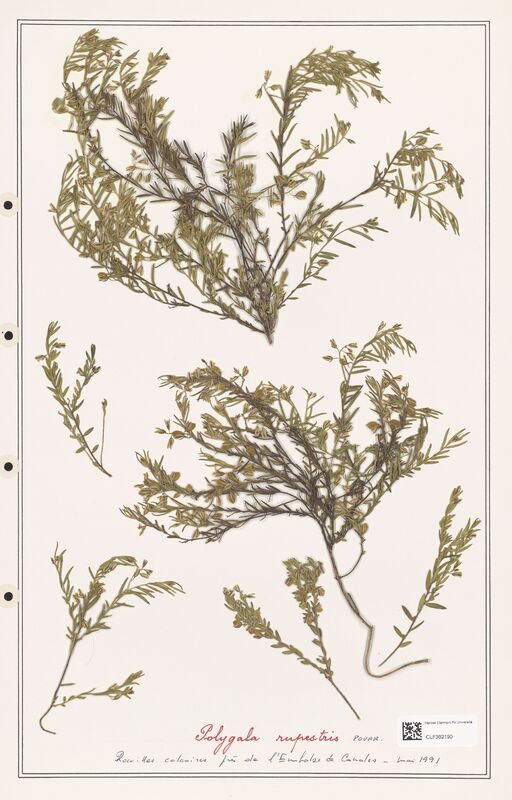 Polygala rupestris  (Polygalaceae)