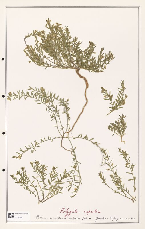 Polygala rupestris  (Polygalaceae)