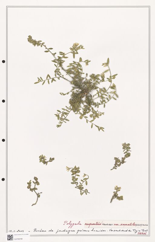 Polygala rupestris  (Polygalaceae)