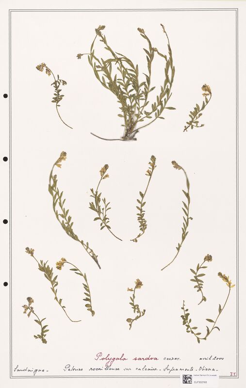 Polygala sardoa  (Polygalaceae)