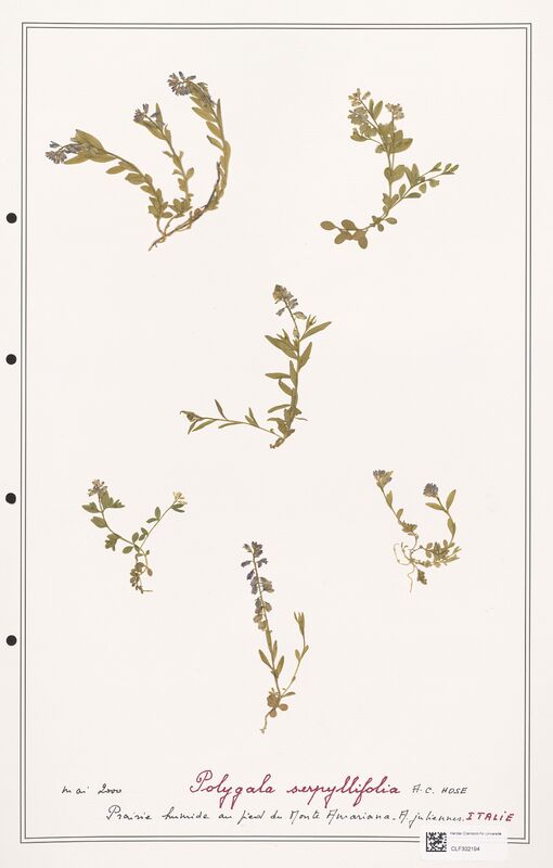 Polygala serpyllifolia  (Polygalaceae)