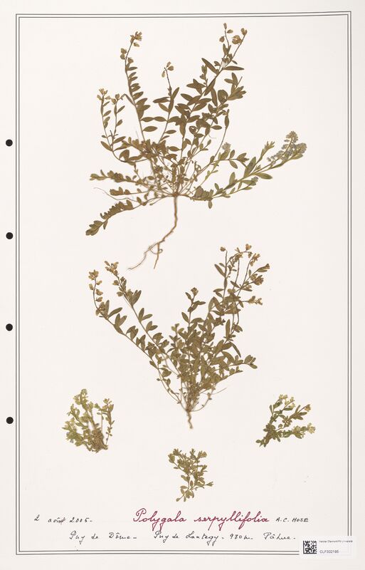 Polygala serpyllifolia  (Polygalaceae)