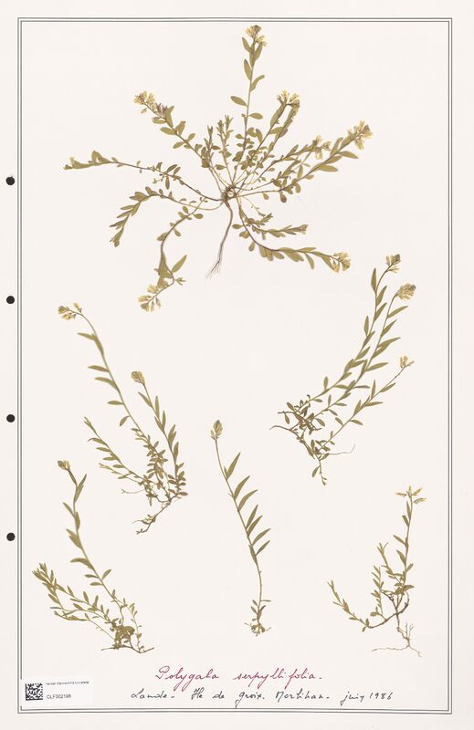 Polygala serpyllifolia  (Polygalaceae)