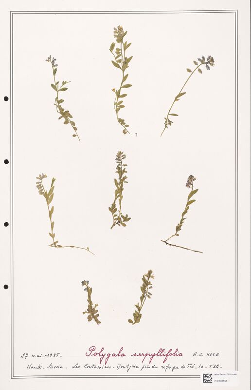 Polygala serpyllifolia  (Polygalaceae)