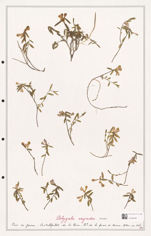 Polygala vayredae  (Polygalaceae)