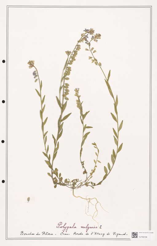 Polygala vulgaris  (Polygalaceae)