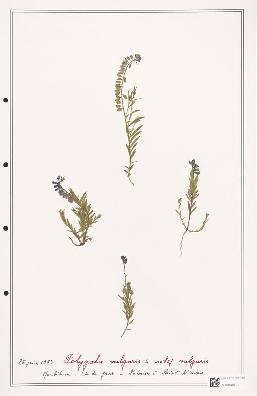 Polygala vulgaris  (Polygalaceae)