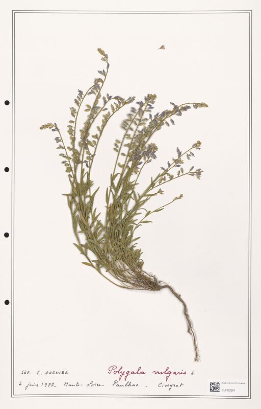 Polygala vulgaris  (Polygalaceae)