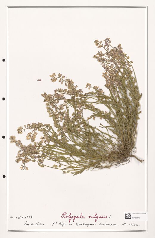 Polygala vulgaris  (Polygalaceae)