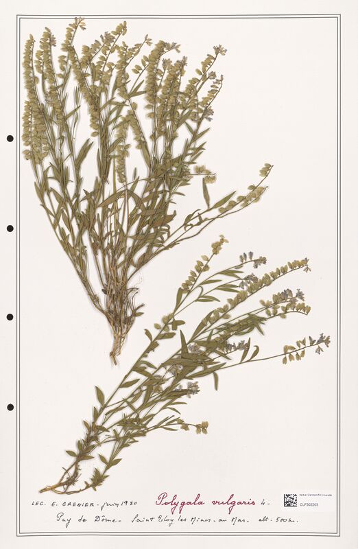 Polygala vulgaris  (Polygalaceae)