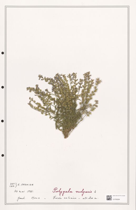 Polygala vulgaris  (Polygalaceae)