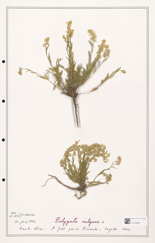 Polygala vulgaris  (Polygalaceae)