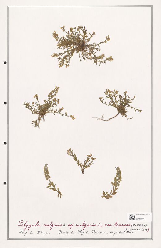 Polygala vulgaris  (Polygalaceae)