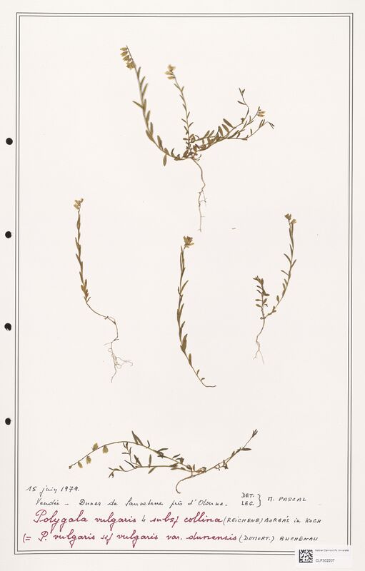 Polygala vulgaris  (Polygalaceae)