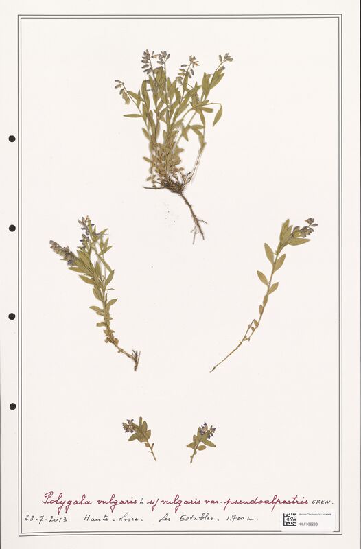 Polygala vulgaris  (Polygalaceae)