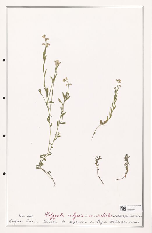 Polygala vulgaris  (Polygalaceae)