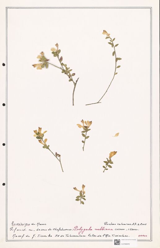 Polygala webbiana  (Polygalaceae)