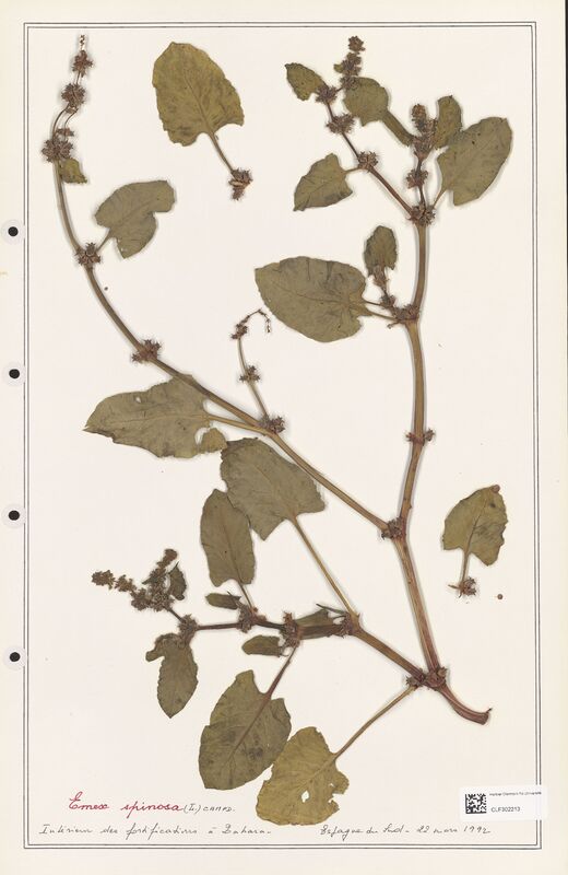 Emex spinosa  (Polygonaceae)