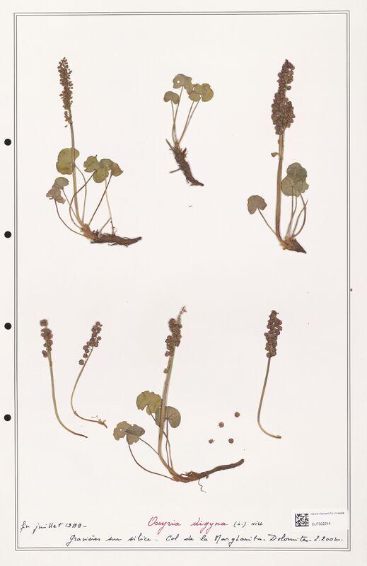 Oxyria digyna  (Polygonaceae)