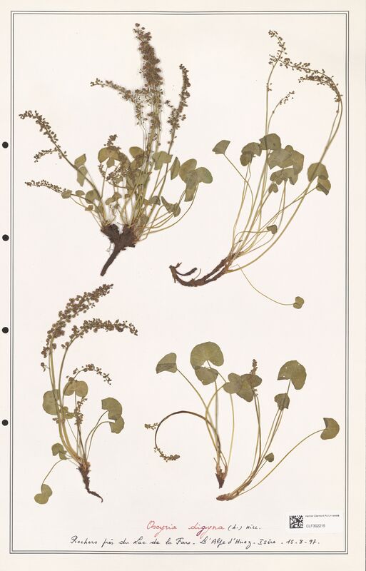 Oxyria digyna  (Polygonaceae)