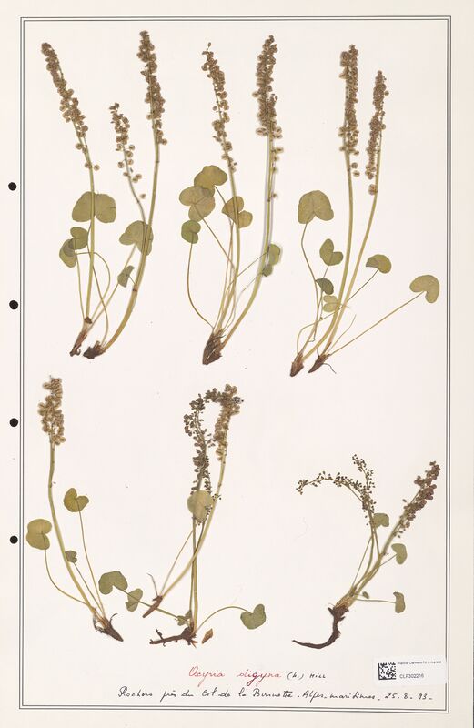 Oxyria digyna  (Polygonaceae)