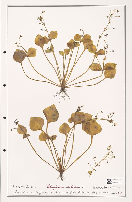 Claytonia sibirica  (Polygonaceae)