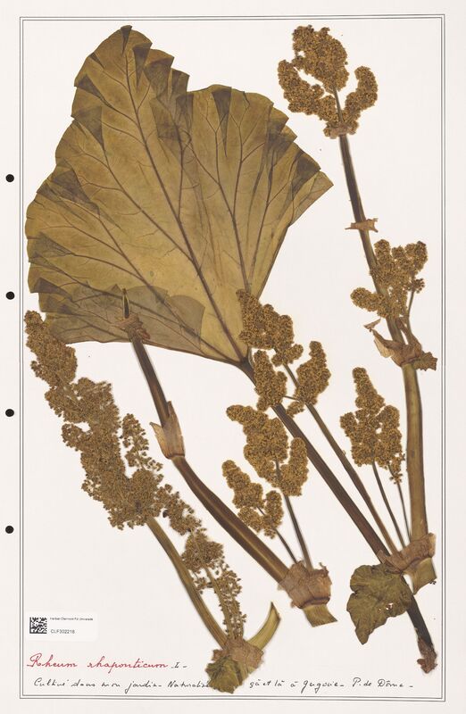 Rheum rhaponticum  (Polygonaceae)