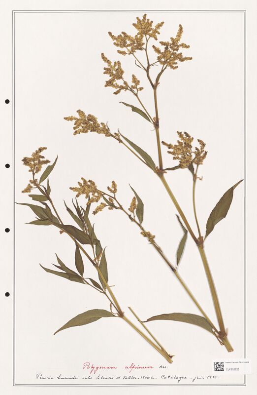 Polygonum alpinum  (Polygonaceae)