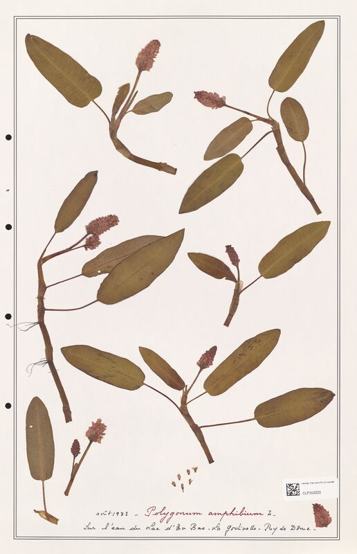 Polygonum amphibium  (Polygonaceae)