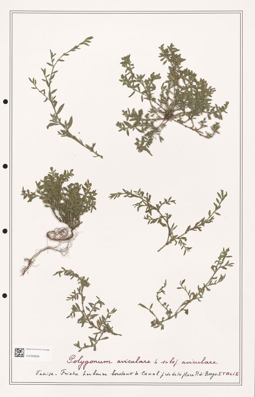 Polygonum aviculare  (Polygonaceae)