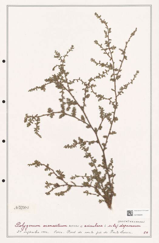 Polygonum arenastrum  (Polygonaceae)