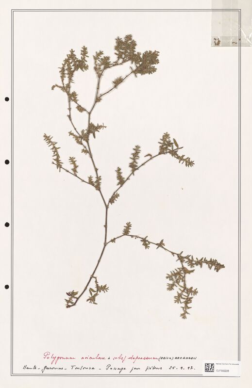 Polygonum aviculare  (Polygonaceae)