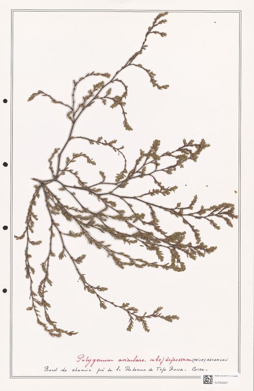 Polygonum aviculare  (Polygonaceae)