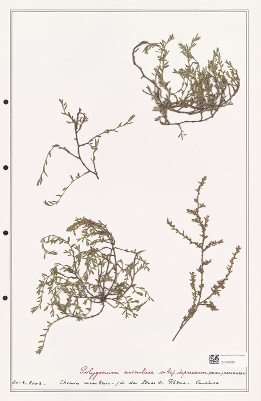 Polygonum aviculare  (Polygonaceae)