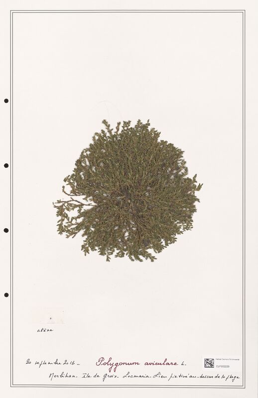 Polygonum aviculare  (Polygonaceae)