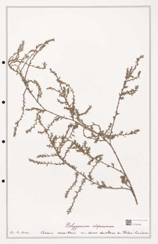 Polygonum depressum  (Polygonaceae)