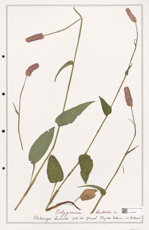 Polygonum bistorta  (Polygonaceae)
