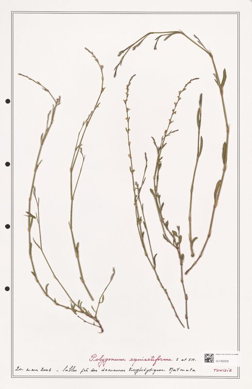 Polygonum equisetiforme  (Polygonaceae)