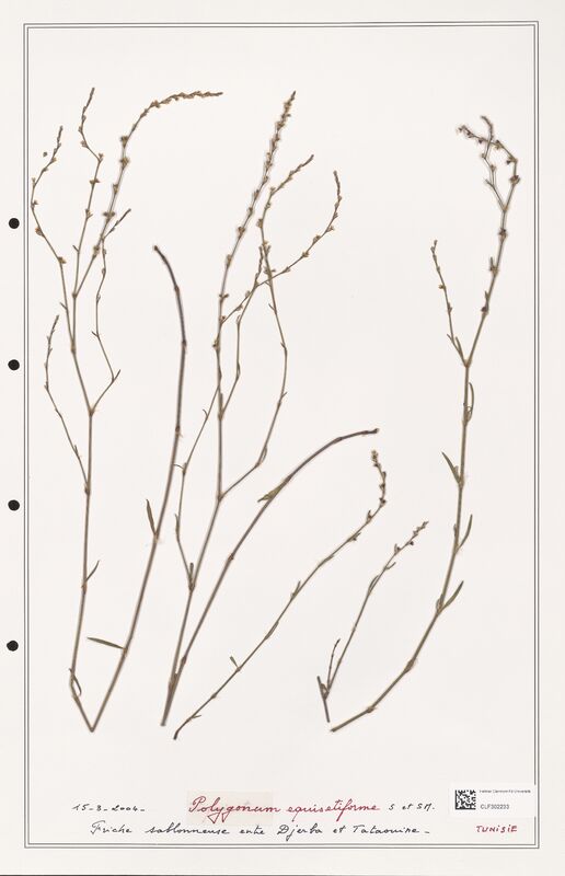 Polygonum equisetiforme  (Polygonaceae)