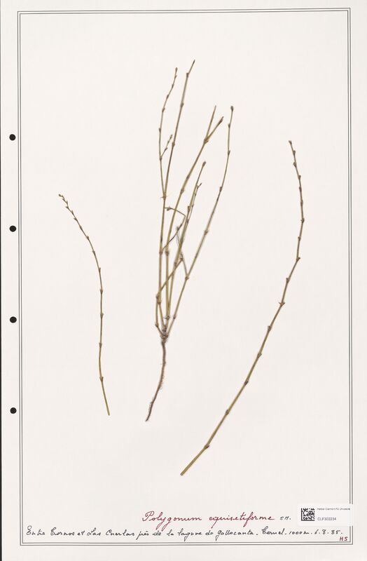 Polygonum equisetiforme  (Polygonaceae)